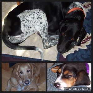 Meet your Posher, Sam